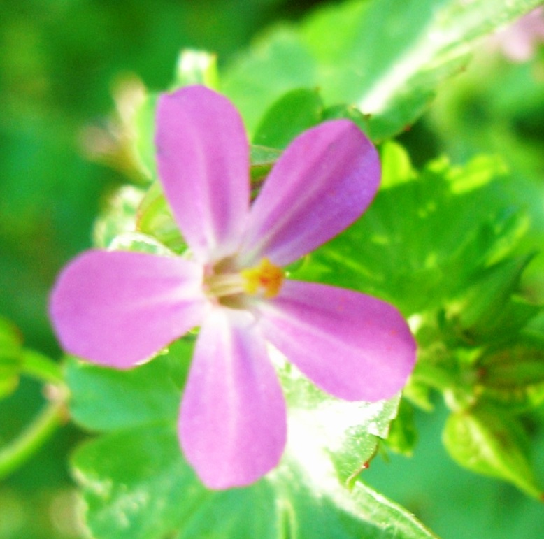 Geranium lucidum